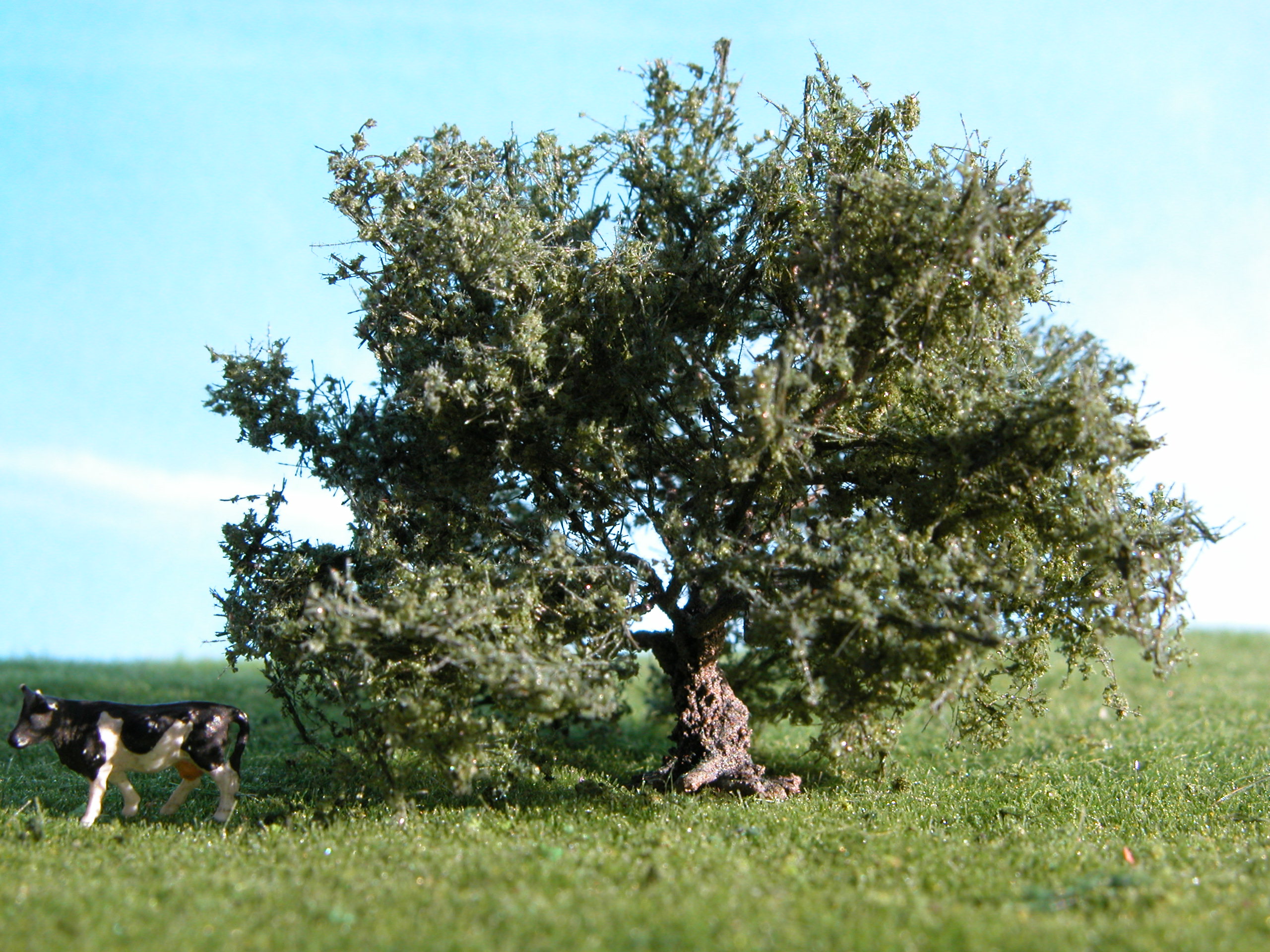 Olivenbaum, SA2 4-5 cm