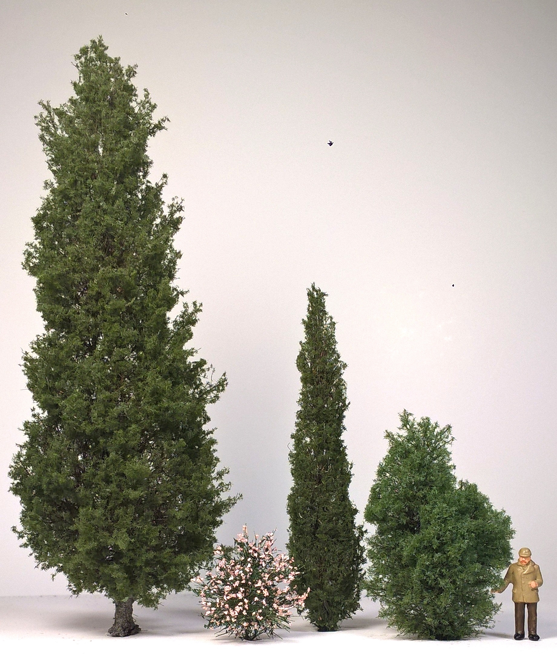 Mediterrane Zypresse, Oleander, schlanke mediterrane Zypresse, Wacholder