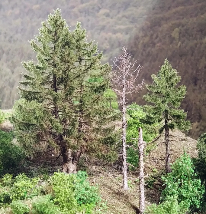 mehrstämmige Fichte SA4a, 9cm; morsche Fichten HB4, 8cm; Fichte HA3, 7cm