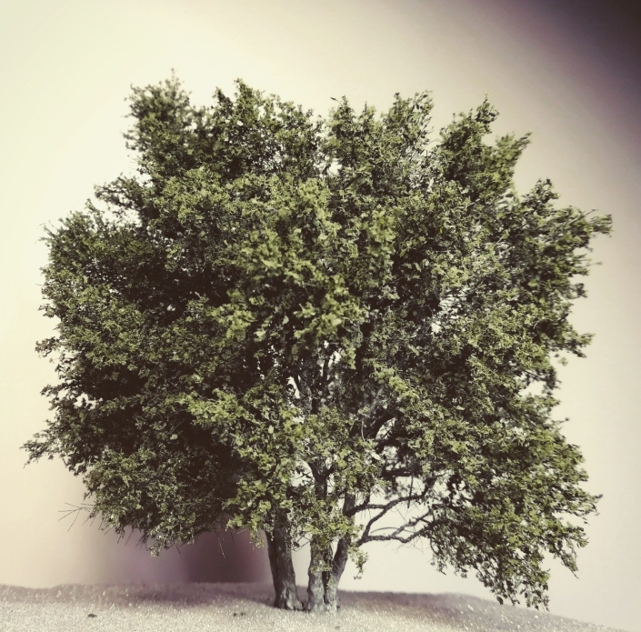 Mehrstämmige Buche SA5, 11cm