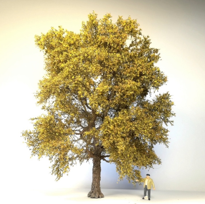 Eiche SA4, 19cm, Herbst