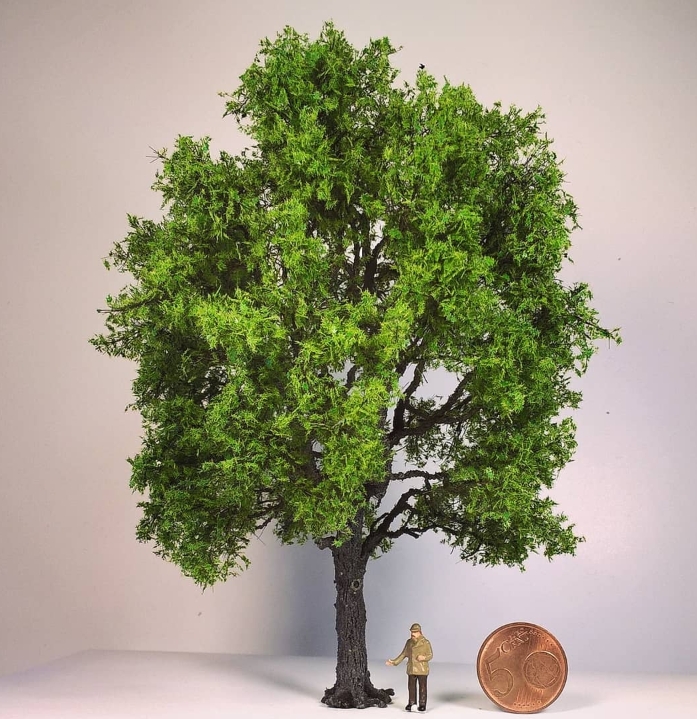 Amerikanische Rot-Eiche SA3, 16 cm